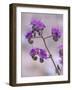 Notch-leaf Phacelia, Spring, Death Valley National Park, California, USA-Jamie & Judy Wild-Framed Photographic Print