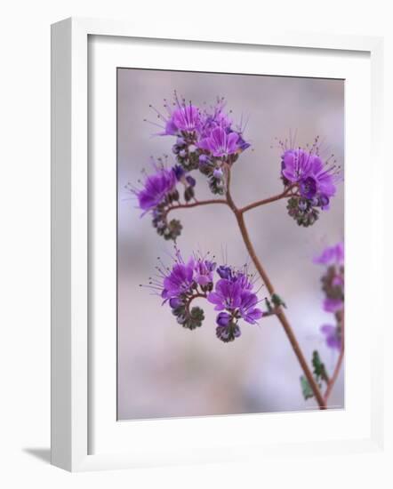 Notch-leaf Phacelia, Spring, Death Valley National Park, California, USA-Jamie & Judy Wild-Framed Photographic Print