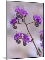 Notch-leaf Phacelia, Spring, Death Valley National Park, California, USA-Jamie & Judy Wild-Mounted Photographic Print