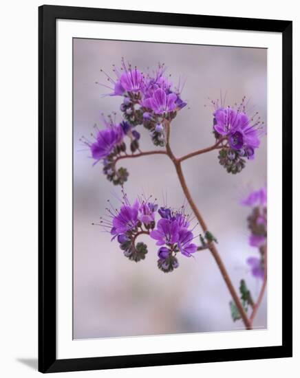 Notch-leaf Phacelia, Spring, Death Valley National Park, California, USA-Jamie & Judy Wild-Framed Photographic Print