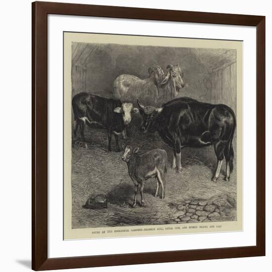 Notes at the Zoological Gardens, Brahmin Bull, Gayal Cow, and Hybrid Heifer and Calf-null-Framed Giclee Print