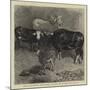 Notes at the Zoological Gardens, Brahmin Bull, Gayal Cow, and Hybrid Heifer and Calf-null-Mounted Giclee Print