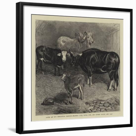 Notes at the Zoological Gardens, Brahmin Bull, Gayal Cow, and Hybrid Heifer and Calf-null-Framed Giclee Print
