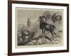 Notes at the Zoological Gardens, Corsican Moufflons-null-Framed Giclee Print