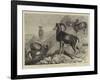 Notes at the Zoological Gardens, Corsican Moufflons-null-Framed Giclee Print