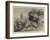 Notes at the Zoological Gardens, Corsican Moufflons-null-Framed Giclee Print