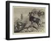 Notes at the Zoological Gardens, Corsican Moufflons-null-Framed Giclee Print