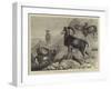 Notes at the Zoological Gardens, Corsican Moufflons-null-Framed Giclee Print