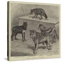 Notes at the Zoological Gardens, Wolves-null-Stretched Canvas