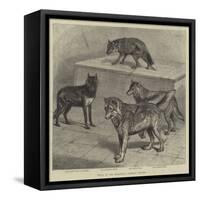 Notes at the Zoological Gardens, Wolves-null-Framed Stretched Canvas