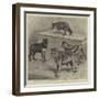 Notes at the Zoological Gardens, Wolves-null-Framed Giclee Print