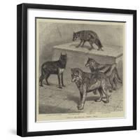 Notes at the Zoological Gardens, Wolves-null-Framed Giclee Print