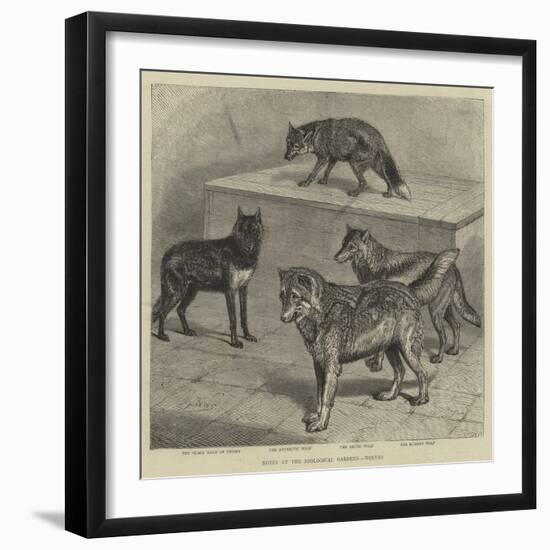 Notes at the Zoological Gardens, Wolves-null-Framed Giclee Print