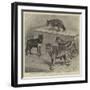 Notes at the Zoological Gardens, Wolves-null-Framed Giclee Print