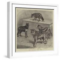 Notes at the Zoological Gardens, Wolves-null-Framed Giclee Print