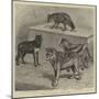 Notes at the Zoological Gardens, Wolves-null-Mounted Giclee Print