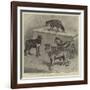 Notes at the Zoological Gardens, Wolves-null-Framed Giclee Print