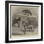 Notes at the Zoological Gardens, Wolves-null-Framed Giclee Print