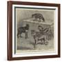 Notes at the Zoological Gardens, Wolves-null-Framed Giclee Print