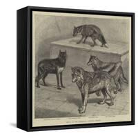 Notes at the Zoological Gardens, Wolves-null-Framed Stretched Canvas