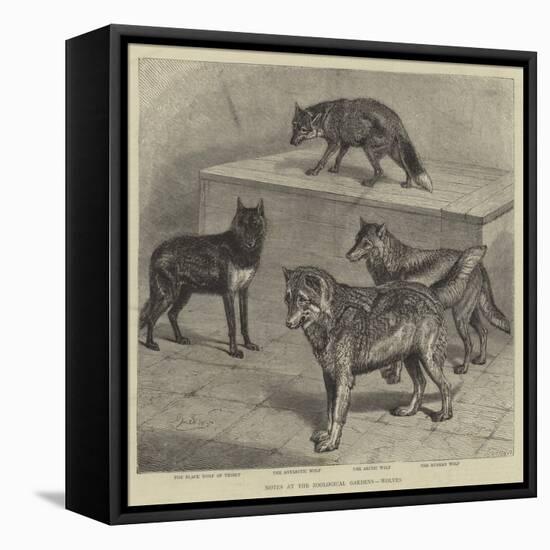 Notes at the Zoological Gardens, Wolves-null-Framed Stretched Canvas