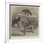 Notes at the Zoological Gardens, Wolves-null-Framed Giclee Print