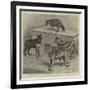 Notes at the Zoological Gardens, Wolves-null-Framed Giclee Print