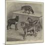 Notes at the Zoological Gardens, Wolves-null-Mounted Giclee Print