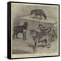 Notes at the Zoological Gardens, Wolves-null-Framed Stretched Canvas