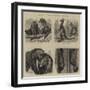 Notes at the Zoological Gardens-null-Framed Giclee Print