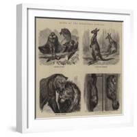 Notes at the Zoological Gardens-null-Framed Giclee Print