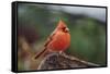 Nothern Cardinal-Gary Carter-Framed Stretched Canvas