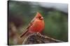 Nothern Cardinal-Gary Carter-Stretched Canvas