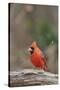 Nothern Cardinal-Gary Carter-Stretched Canvas