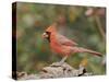 Nothern Cardinal-Gary Carter-Stretched Canvas