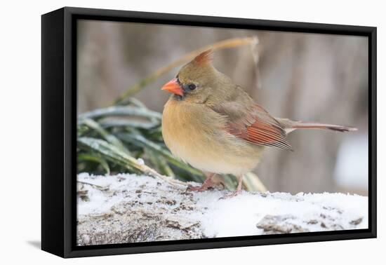 Nothern Cardinal-Gary Carter-Framed Stretched Canvas