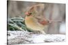 Nothern Cardinal-Gary Carter-Stretched Canvas