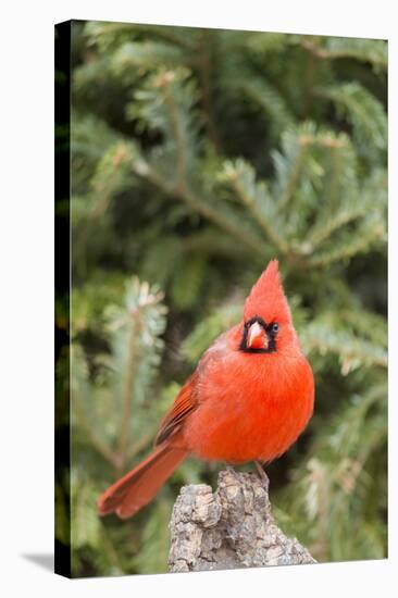 Nothern Cardinal-Gary Carter-Stretched Canvas