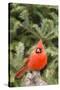 Nothern Cardinal-Gary Carter-Stretched Canvas