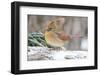 Nothern Cardinal-Gary Carter-Framed Premium Photographic Print