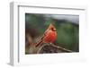 Nothern Cardinal-Gary Carter-Framed Photographic Print