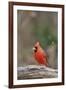 Nothern Cardinal-Gary Carter-Framed Photographic Print