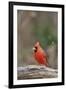 Nothern Cardinal-Gary Carter-Framed Photographic Print