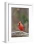 Nothern Cardinal-Gary Carter-Framed Photographic Print