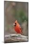 Nothern Cardinal-Gary Carter-Mounted Photographic Print