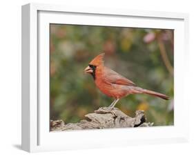 Nothern Cardinal-Gary Carter-Framed Photographic Print