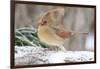 Nothern Cardinal-Gary Carter-Framed Photographic Print