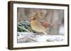 Nothern Cardinal-Gary Carter-Framed Photographic Print