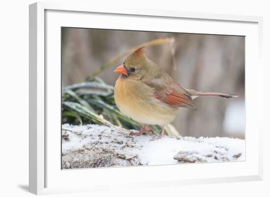 Nothern Cardinal-Gary Carter-Framed Photographic Print