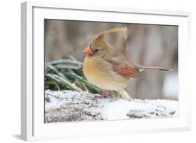 Nothern Cardinal-Gary Carter-Framed Photographic Print